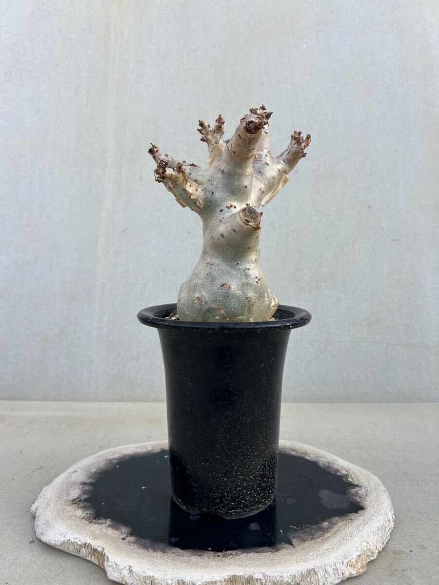 Yahoo!オークション -「ベティフォルメ」(サボテン) (観葉植物 Yahoo!オークション -「ベティフォルメ」(サボテン) (観葉植物