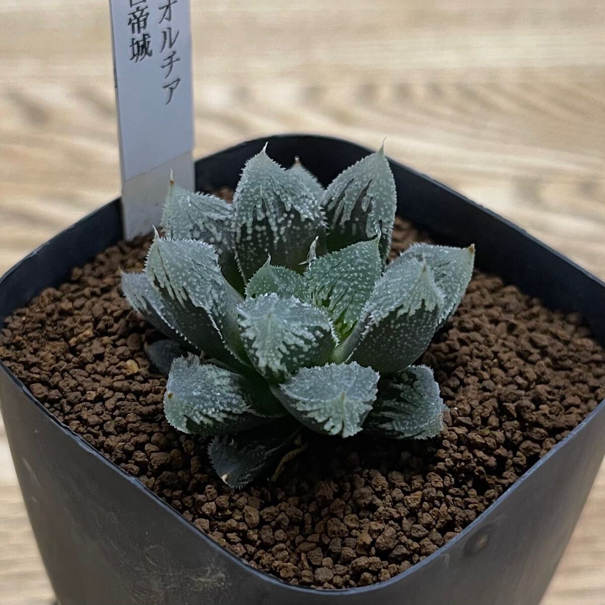 Yahoo!オークション -「多肉植物 ハオルチア白帝城」の落札相場 Yahoo!オークション -「多肉植物 ハオルチア白帝城」の落札相場