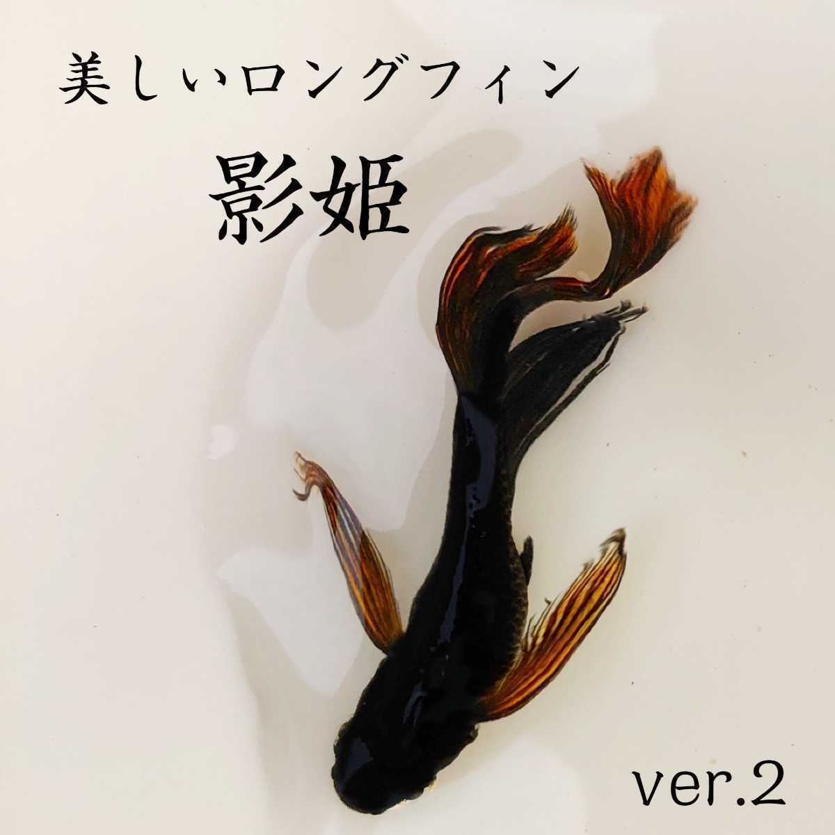 メダカ ゼウス 1ペア NO3 めだか （オロチヒカリ体型ヒレ長
