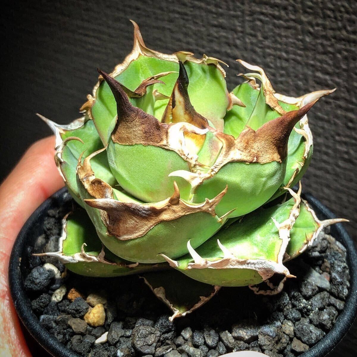 Yahoo!オークション -「kelly」(アガベ) (観葉植物)の落札相場