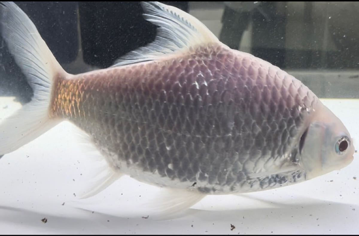 Yahoo!オークション -「アルビノレッドフィンバルブ」(熱帯魚