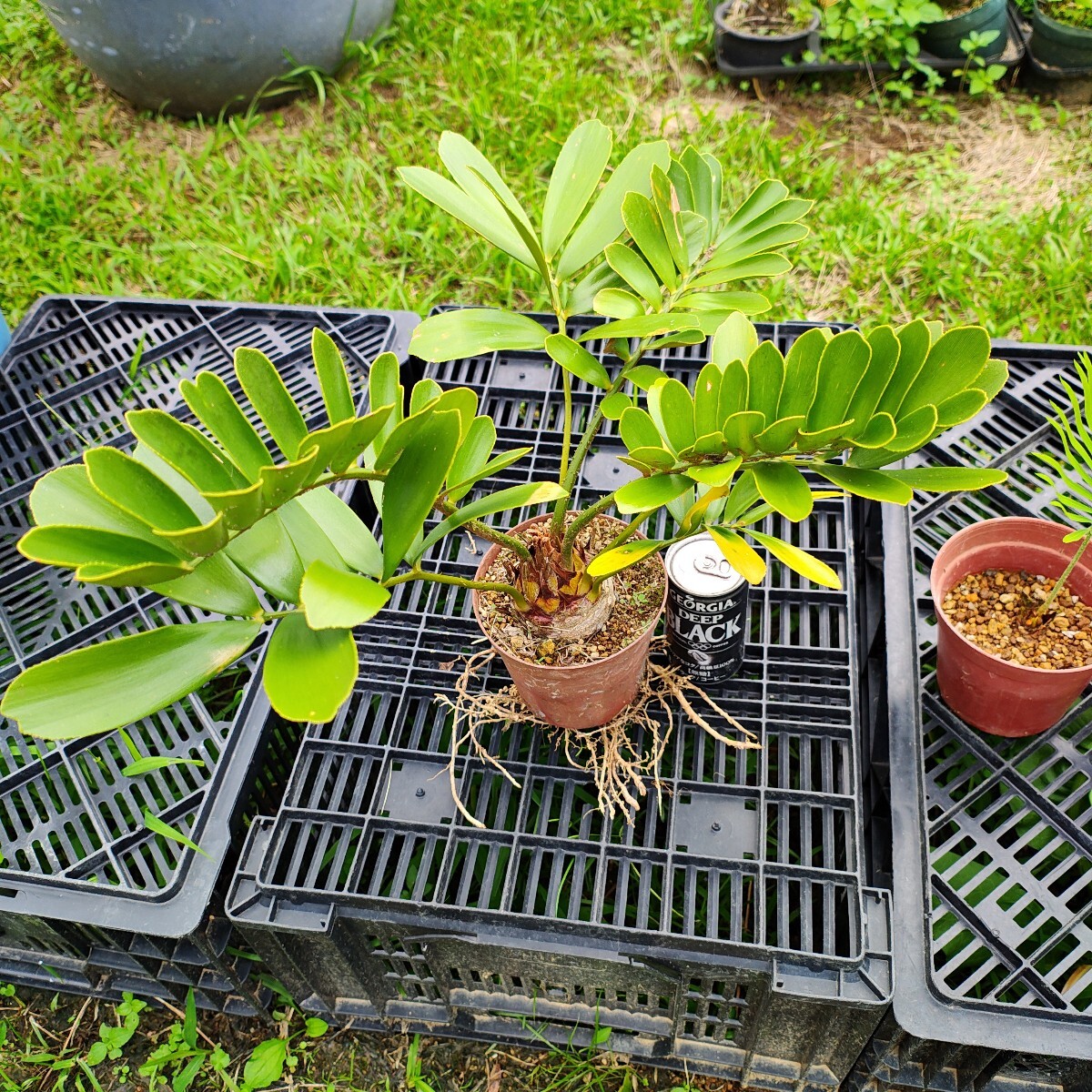 Yahoo!オークション -「メキシコソテツ」(観葉植物) の落札相場 Yahoo!オークション -「メキシコソテツ」(観葉植物) の落札相場