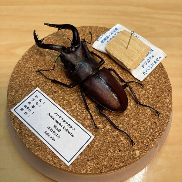 【昆虫標本】ノコギリクワガタ ガラスケース入り