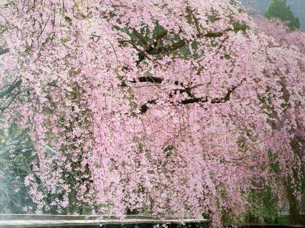 ★★★ 廃盤品未開封 しだれ桜咲く角館 1500sp ★★★