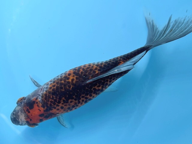 銀鱗浅葱〜変わり銀鱗朱文金♪|ペット、生き物 銀鱗浅葱〜変わり銀鱗朱文金♪|ペット、生き物