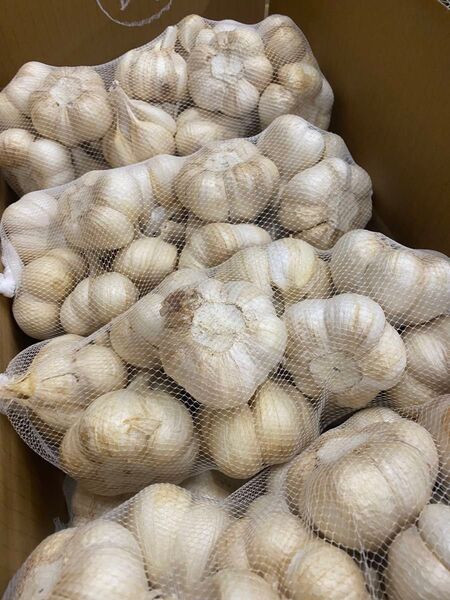 青森県にんにく10KgML