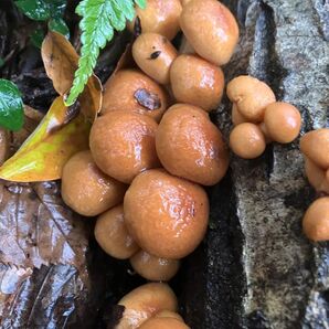 秋田県産肉厚ぷりぷりなめこ2キロ