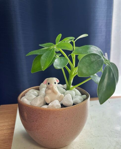 ハイドロカルチャー 観葉植物