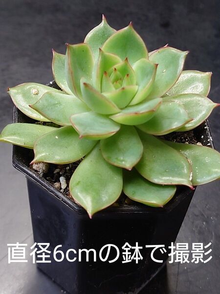 多肉植物 ピンクドラゴン
