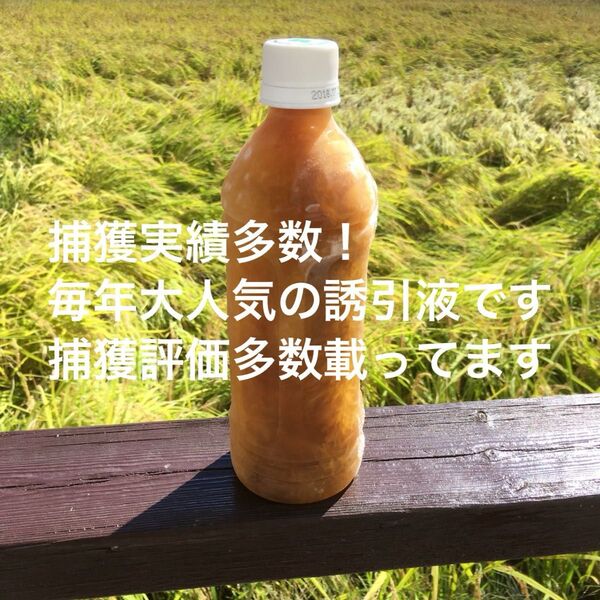 分かりやすいカラー説明書付き!毎年大好評!高評価頂いてます! 日本蜜蜂誘引液500ml 待ち箱 分蜂 養蜂 誘引剤 キンリョウヘン