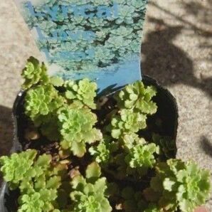 梅雨前限定増量値下げ中☆ステファニーゴールド 多肉植物 セダム カット苗