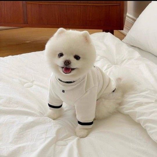 【新品】犬服 ドックウェア 秋冬 お洒落 可愛い ワンポイントロゴ ホワイト S