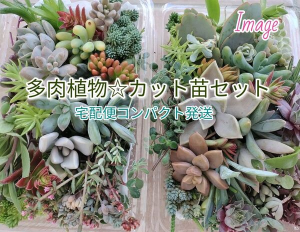 宅配便コンパクト☆お徳用 多肉植物 カット苗セット