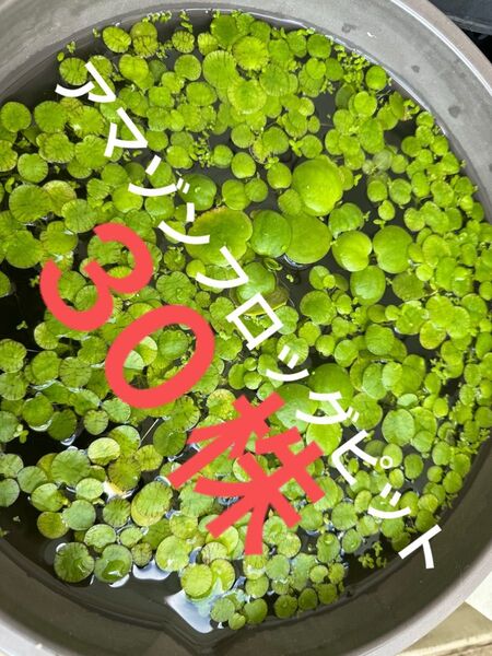 アマゾンフロッグピット30株