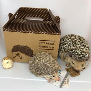 ペット バンク ヘッジホッグ ハリネズミ Safari (サファリ) ハリネズミ