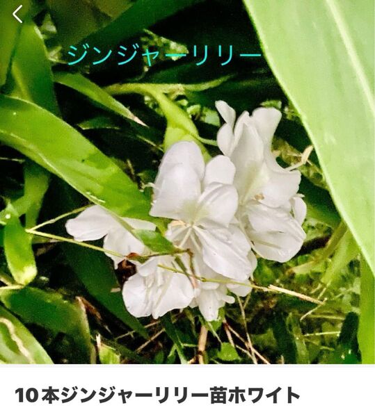 ジンジャー苗ホワイト 10本 ジンジャー リリー ホワイト 白