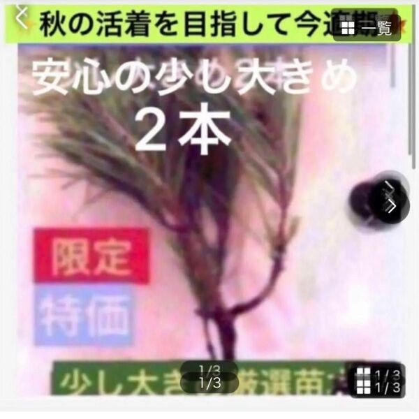 今が植え付け適期☆【赤松苗木お得2本少し大きめで安心】植付け説明書付
