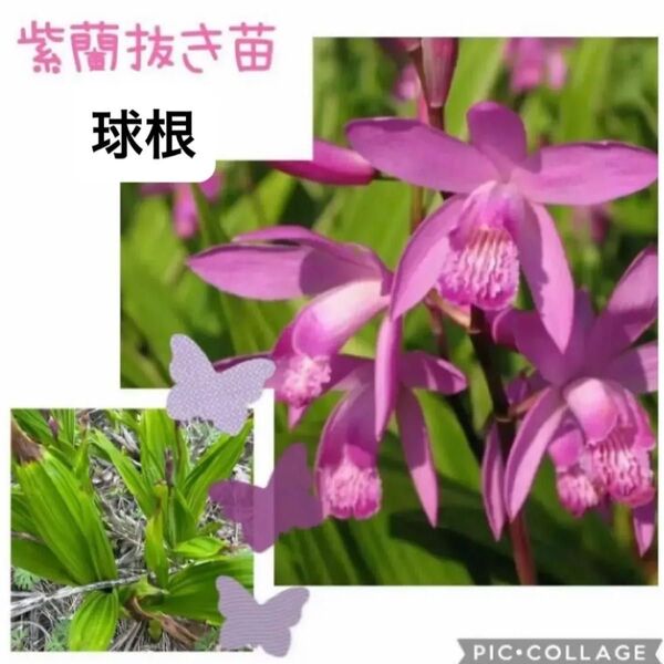 シラン 紫蘭 山野草 球根10個