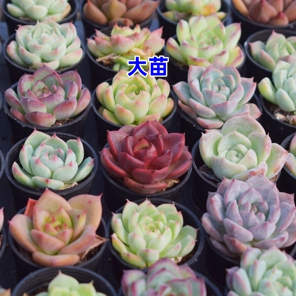 FY3カラフル10株セット 多肉植物 エケベリア 多肉植物 超美品レア種 サボテン