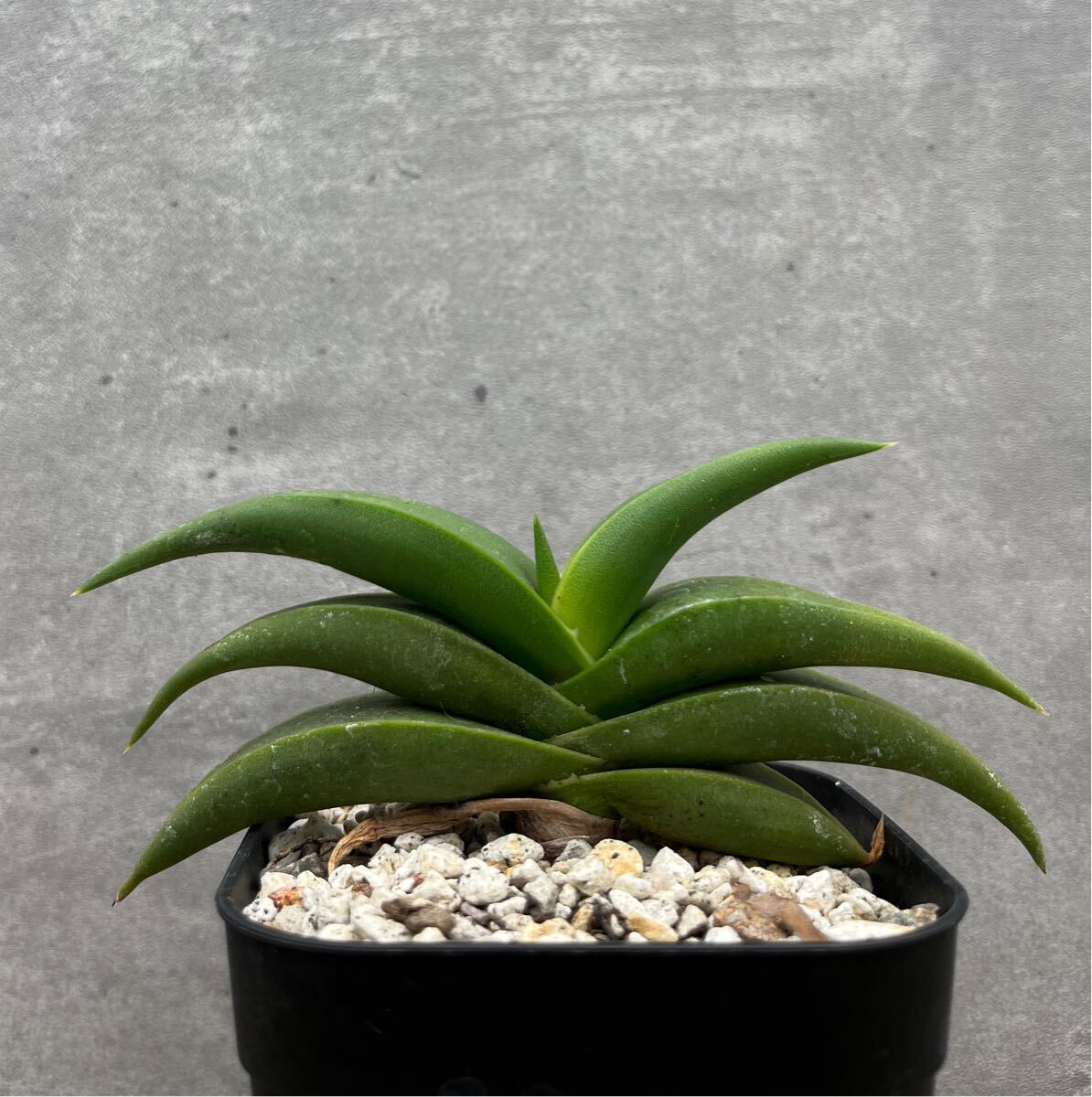 超希少種 アロエ フロレンチニオラム Aloe fleurentiniorum
