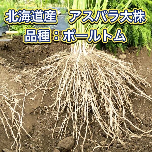 北海道産 アスパラガス 株 苗