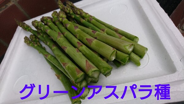 グリーン アスパラ 北海道 200粒以上