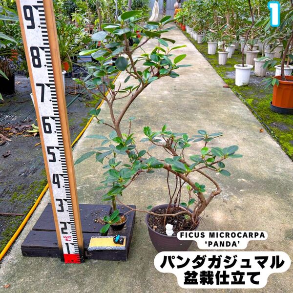 パンダガジュマル①・幹太・葉数多め・気根・盆栽仕立て・約95センチ
