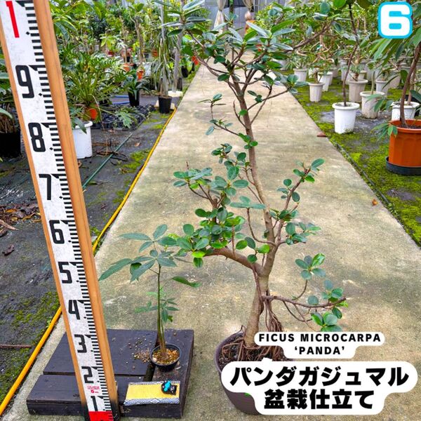 パンダガジュマル⑥・幹太・葉数多め・気根・盆栽仕立て・約100センチ