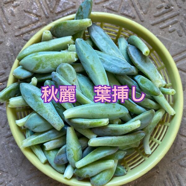 【多肉植物を育ててみませんか?秋麗】葉挿し 葉ざし 幸せなグリーンライフ