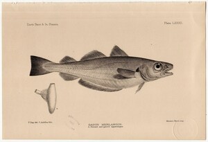 1880年 鋼版画 英国とアイルランドの魚類~タラ科 メルランギウス属 ホワイティング GADUS MERLANGUS 蔵書印あり 博物画