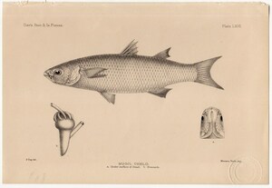 1880年 鋼版画 英国とアイルランドの魚類~ボラ科 メナダ属 MUGIL CHELO 蔵書印あり 博物画