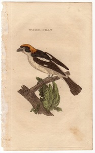 1815年 銅版画 手彩色 モズ科 モズ属 ズアカモズ WOOD CHAT 博物画