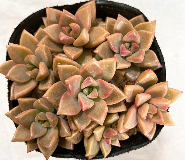 多肉植物 ブロンズ姫 カット苗 7コ