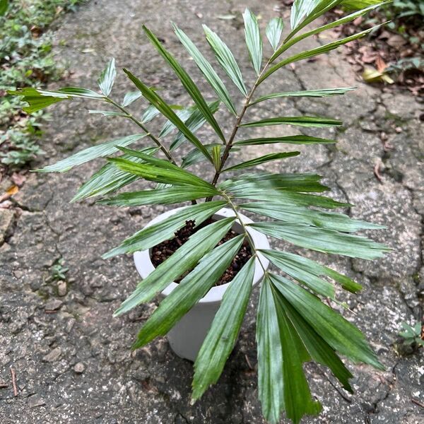 観葉植物 クロツグヤシ