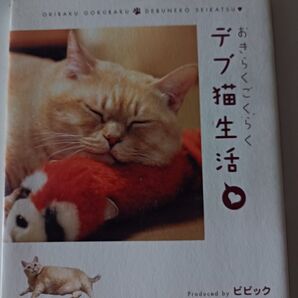 猫 写真集