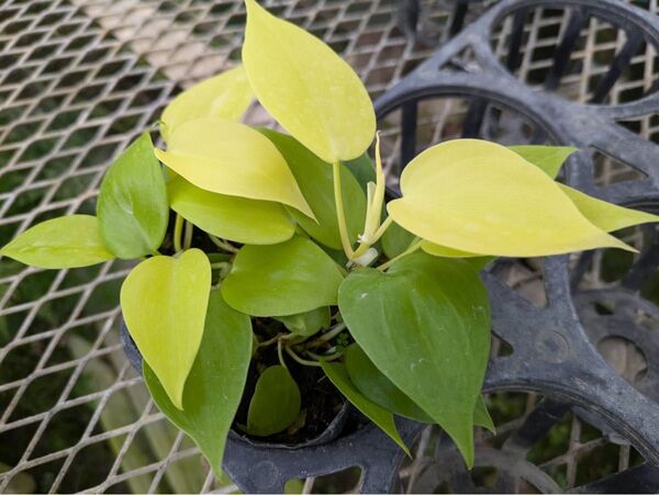 【観葉植物 農家直送】フィロデンドロン オキシカルジューム 4号 観葉植物 吊り下げ