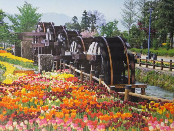 ■■■　 廃盤品　五連水車と花咲く公園-富山　3000sp（2000ｐ以上）　 ■■■