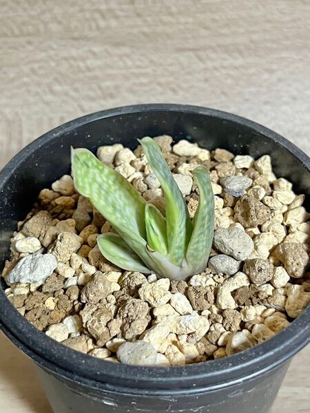 ガステリア錦 ガステリア sp 極上斑入り 3号鉢 多肉植物 ハオルチア アロエ