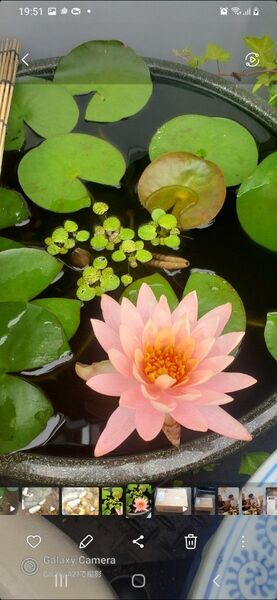 アマゾンフロッグピット20株+α 水草 浮き草 ビオトープ めだか