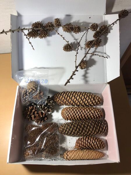 松笠5種類19個とカラ松枝付き2本