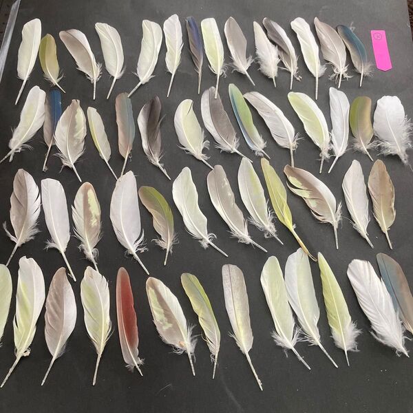 鳥の羽 インコの羽根 K フェザー 素材 猫 おもちゃ