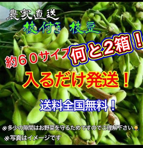 農家直送、枝豆枝付き約60サイズ2箱!入るだけ発送!破格! 期間限定値下げ!