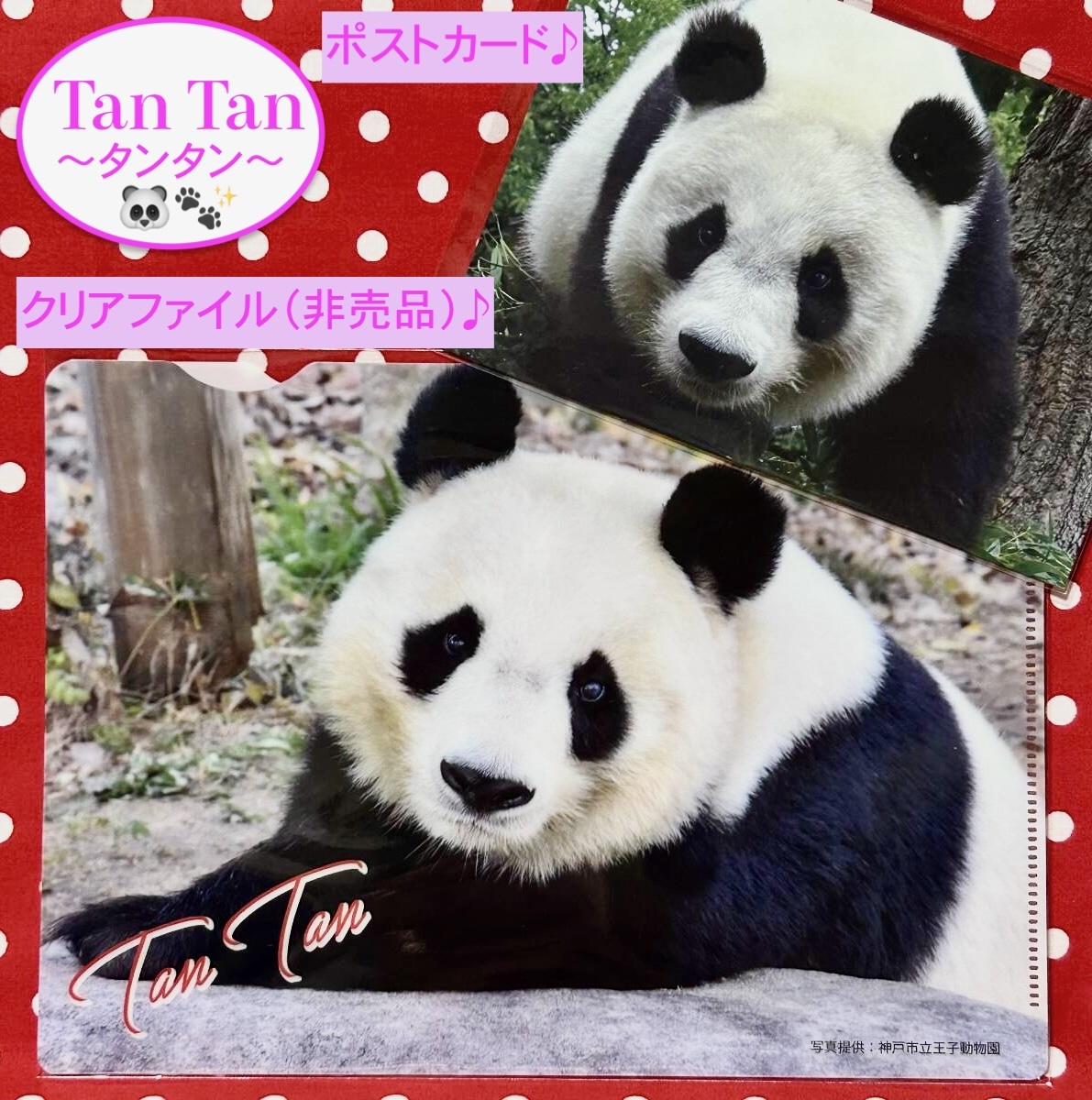 Yahoo!オークション -「王子動物園タンタン」の落札相場・落札価格 Yahoo!オークション -「王子動物園タンタン」の落札相場・落札価格