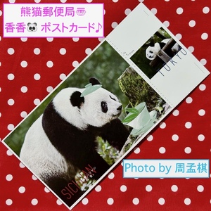 【シャンシャン 香香 ポストカード(熊猫郵便局)周孟棋 撮影】⑩ ジャイアントパンダ 中国雅安 上野動物園 絵葉書