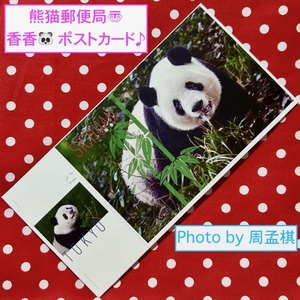 【シャンシャン 香香 ポストカード(熊猫郵便局)周孟棋 撮影】⑧ ジャイアントパンダ 中国雅安 上野動物園 絵葉書