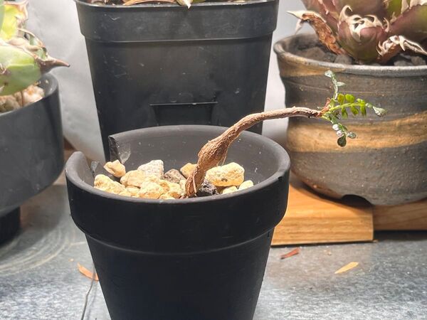 オペルクリカリアパキプス 鉢発送