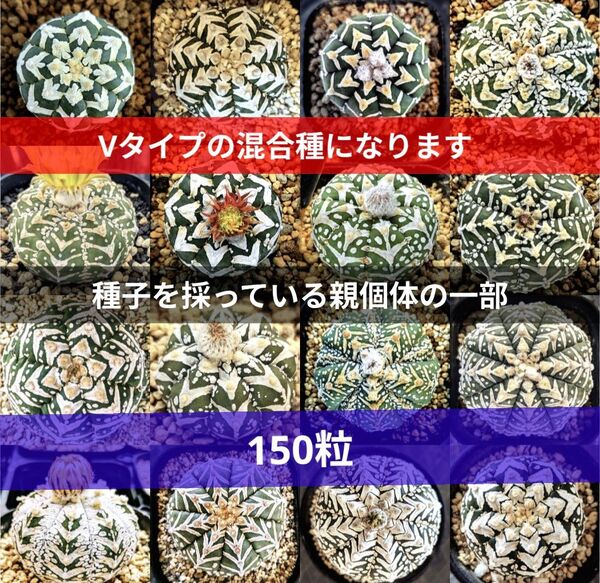Ω150粒 スーパー兜 アストロフィツム Vタイプ 種子 Astrophytum asterias V-type 兜丸Vタイプ