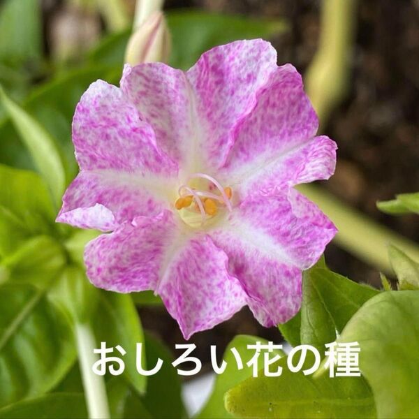 おしろい花の種10粒に増量 ガーデニング ピンクの花・*:..。o○*゚・*:..。o○*゚・*:..。o○*゚