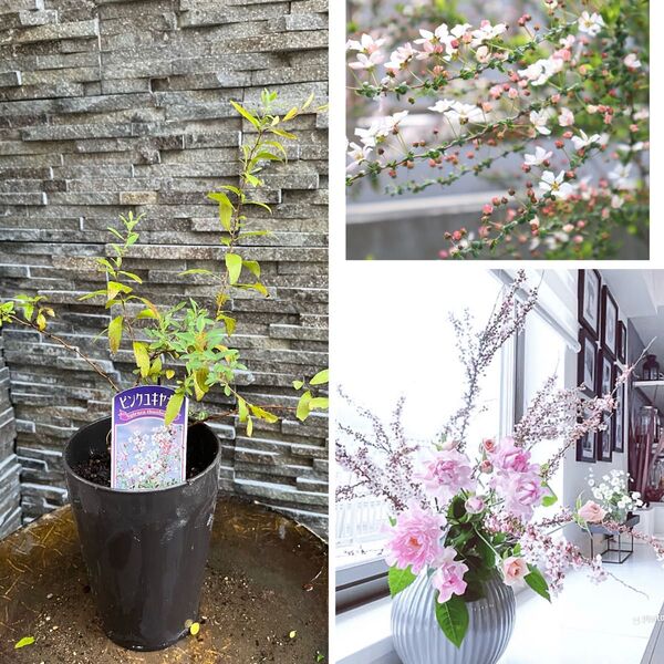 耐寒性落葉低木 ピンクユキヤナギ 苗木 生花 切り花