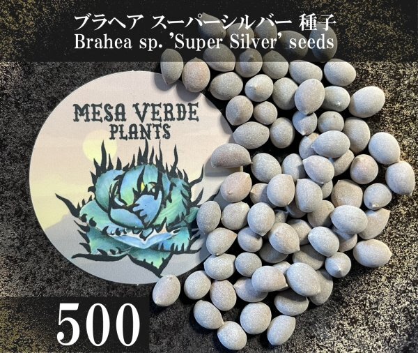 Yahoo!オークション -「brahea」(花、園芸) の落札相場・落札価格 Yahoo!オークション -「brahea」(花、園芸) の落札相場・落札価格
